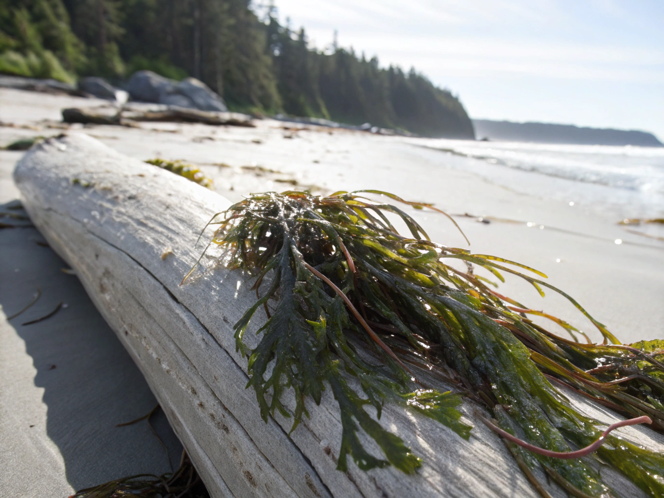 Environmental Benefits of Choosing Sustainable Seaweed Cleanses